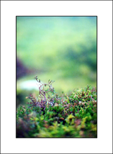 Dartmoor foliage