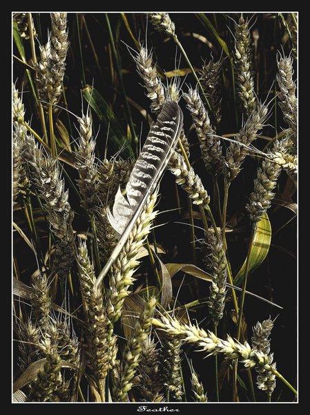 Feather