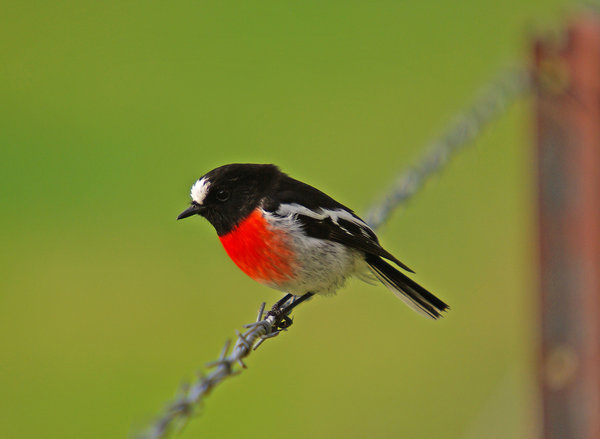 Flame Robin