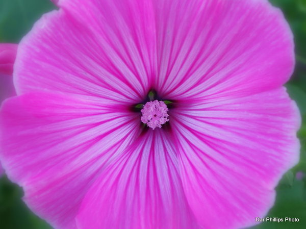 flower in flower