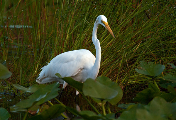 Great Egret Wading