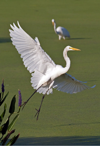 Great Landing