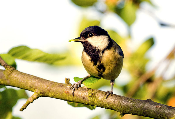 Greattit