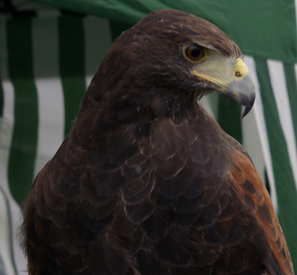 Harris Hawk