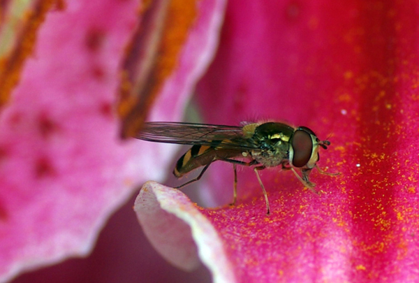 Hover fly on stargazer lily