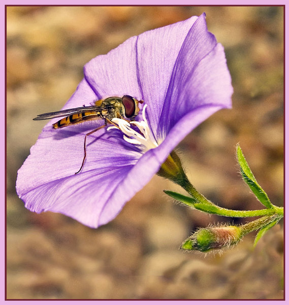 Hover Fly