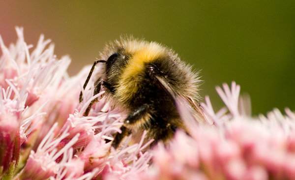 Indulgent Bee