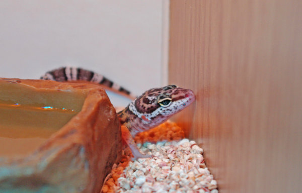 Kai - Leopard Gecko