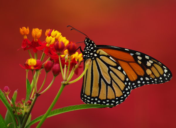 Monarch Color
