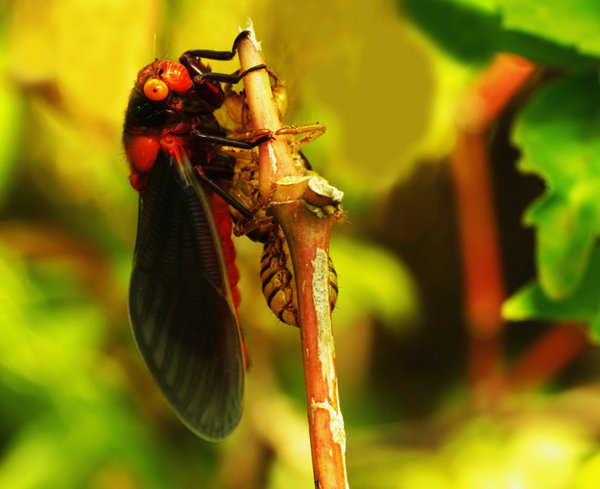 Newly emerged cicada