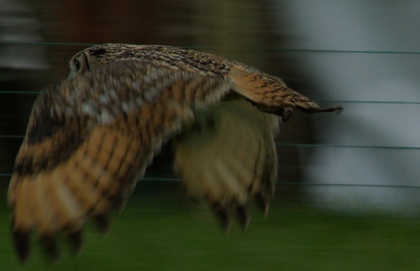 Owl in flight