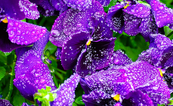 Pansies after rainfall