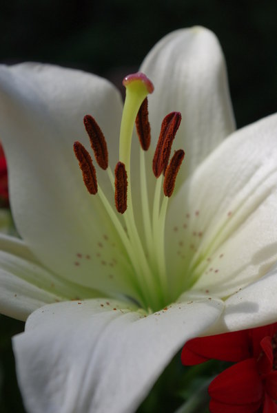 Rare Flower    he he