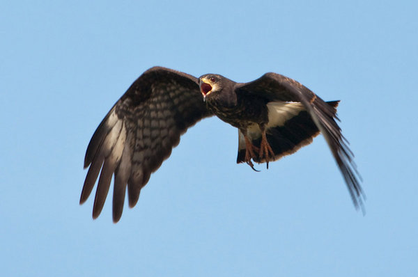 Snail Kite Female In Flight