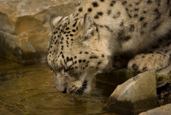 Snow Leopard