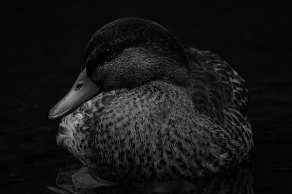 The Duck