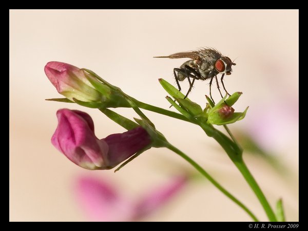 The Fly