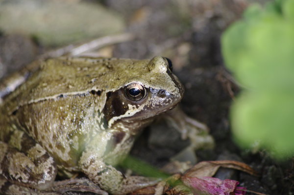 Toad