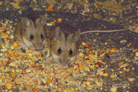 Two more mice