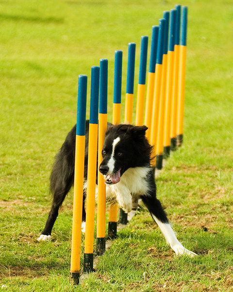 Woof nearly there!