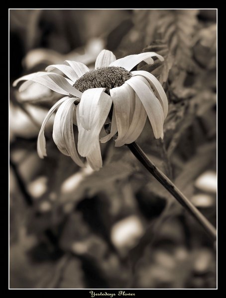 Yesterdays Flower