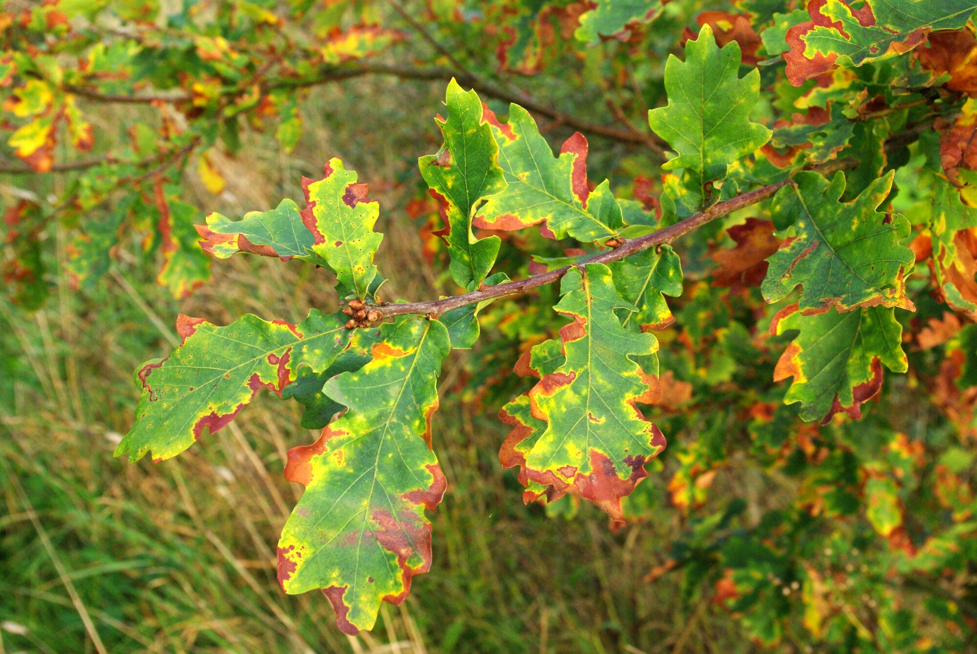 Autumnal Colour