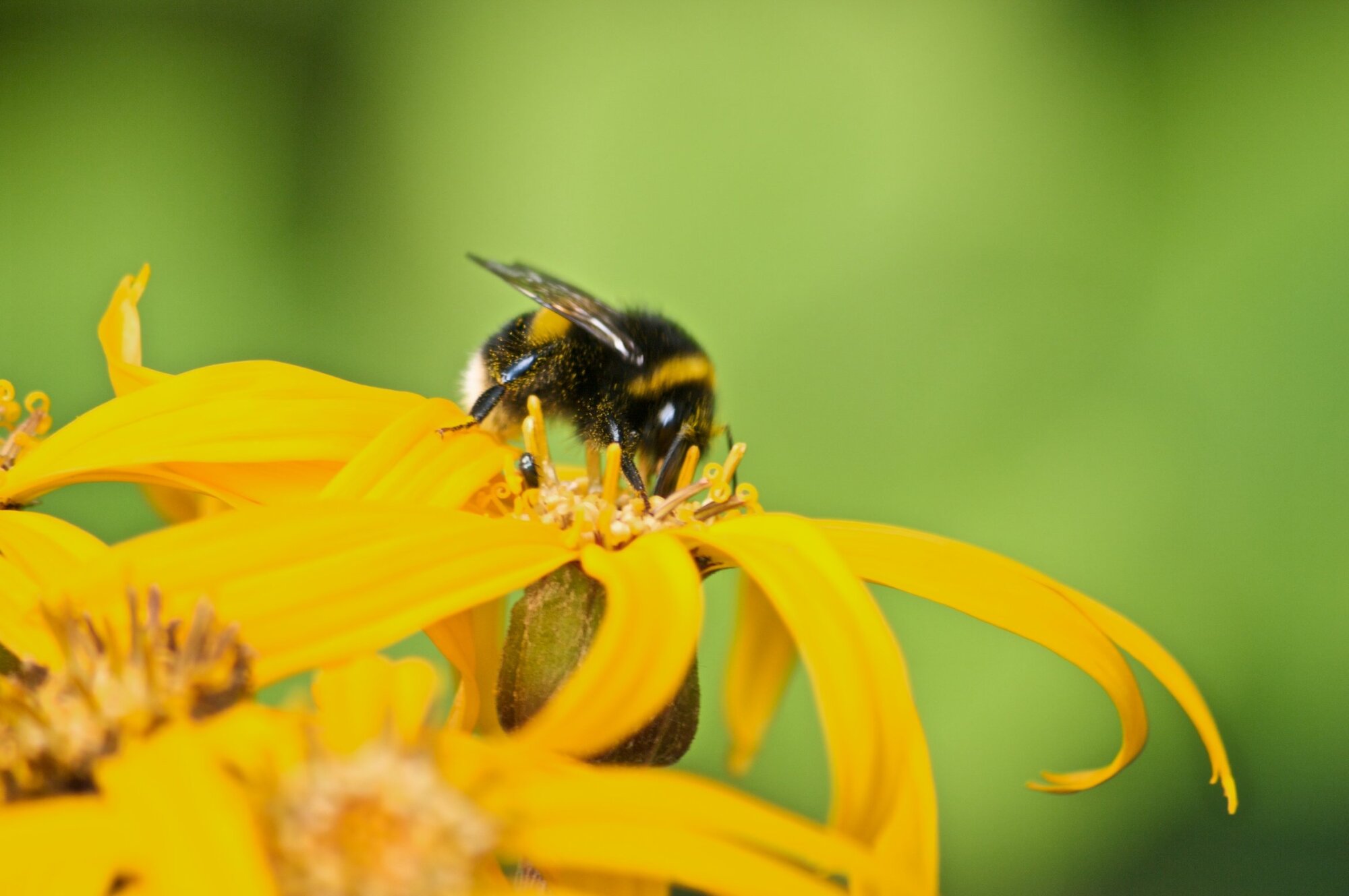 Bee on yellow flower