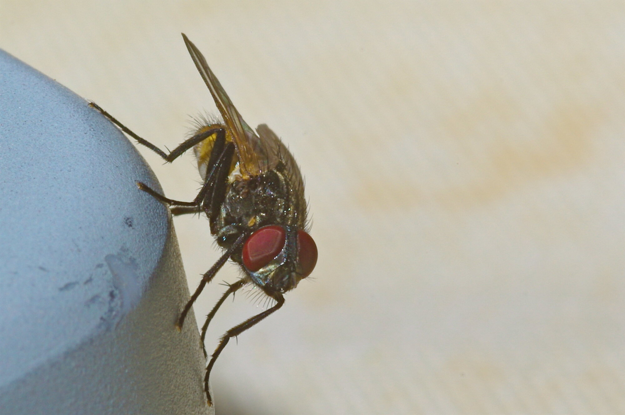fly macro