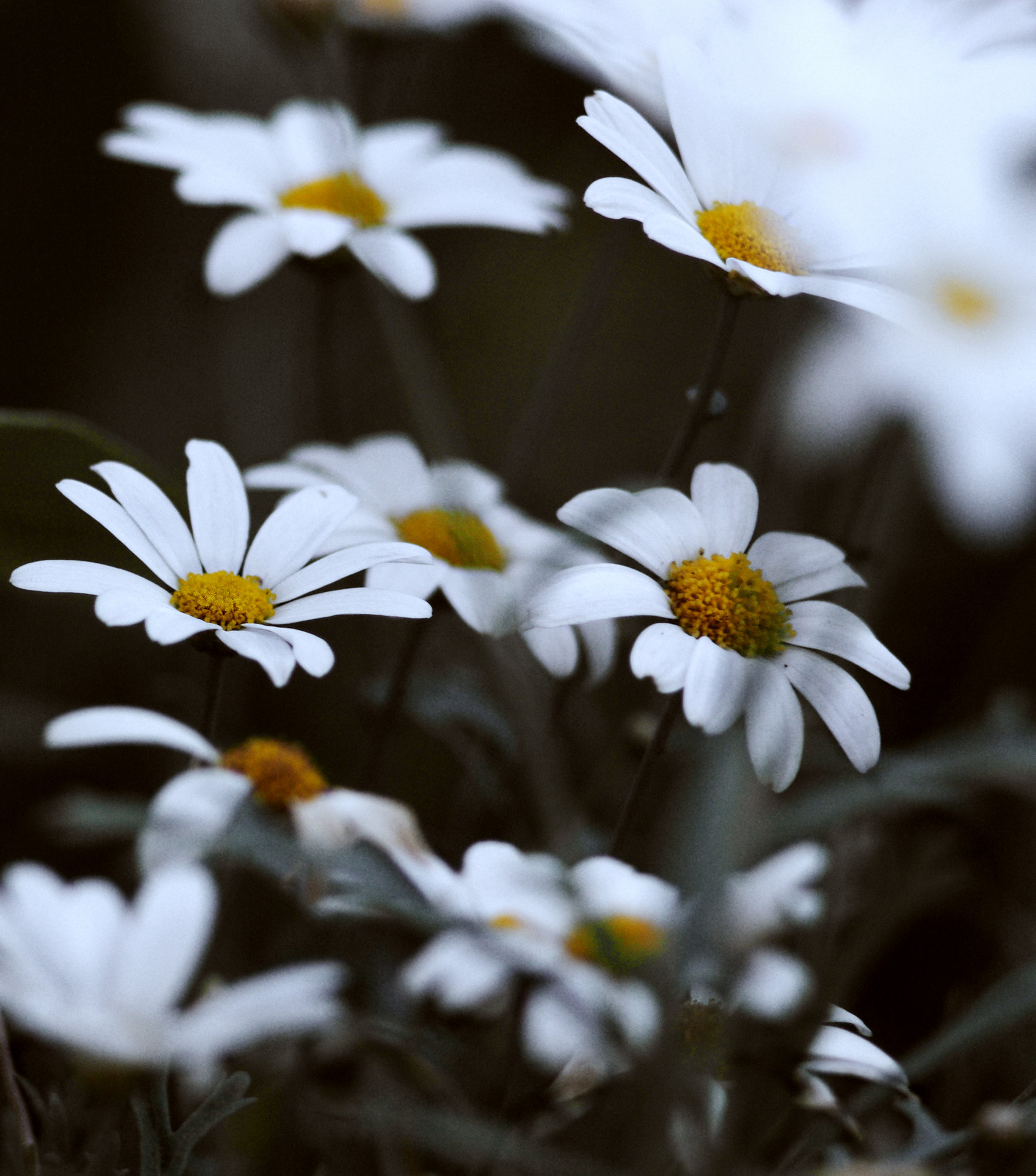 Oxeye daisys again