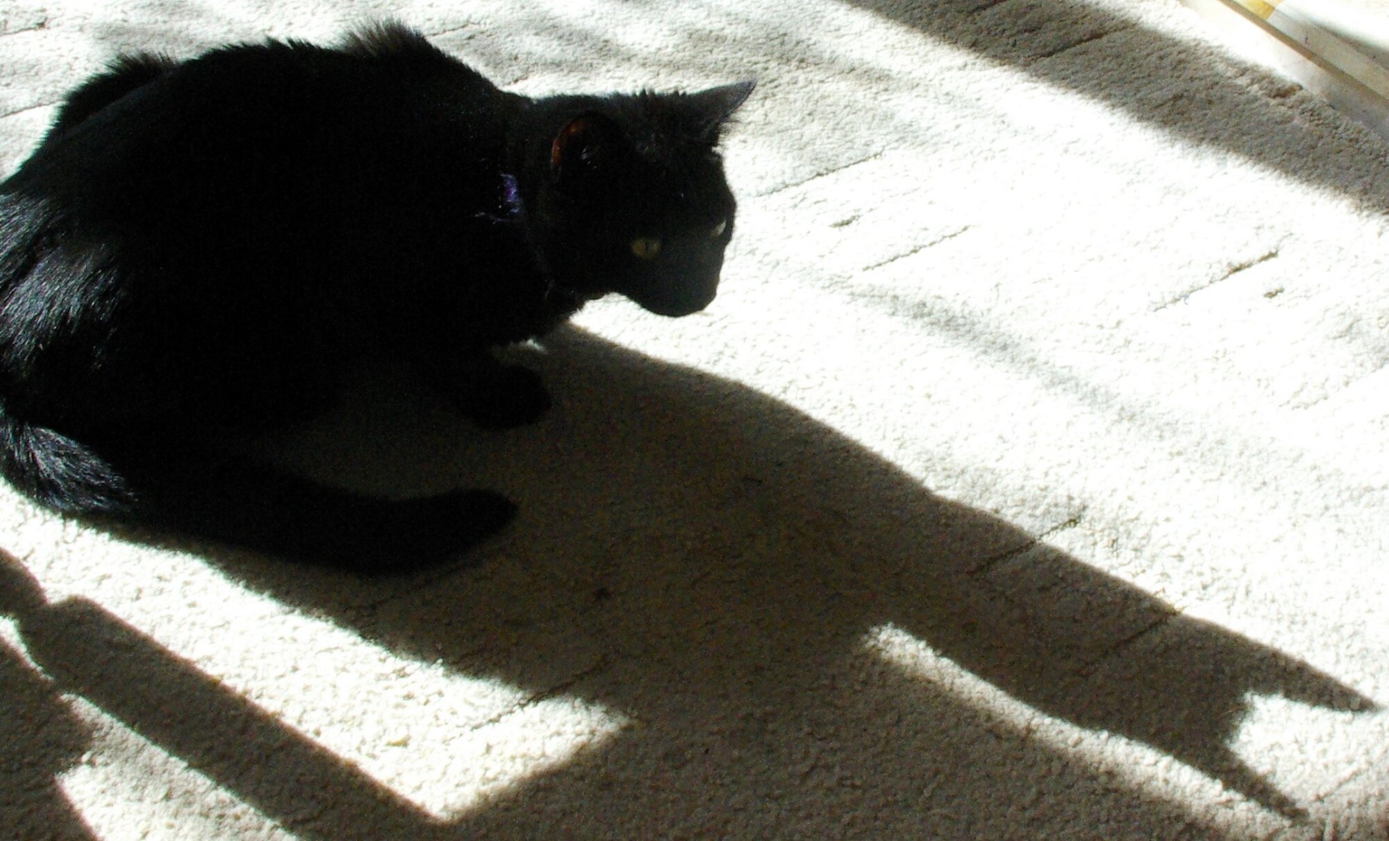 Tiddles wondered who the tall, dark, long eared stranger was