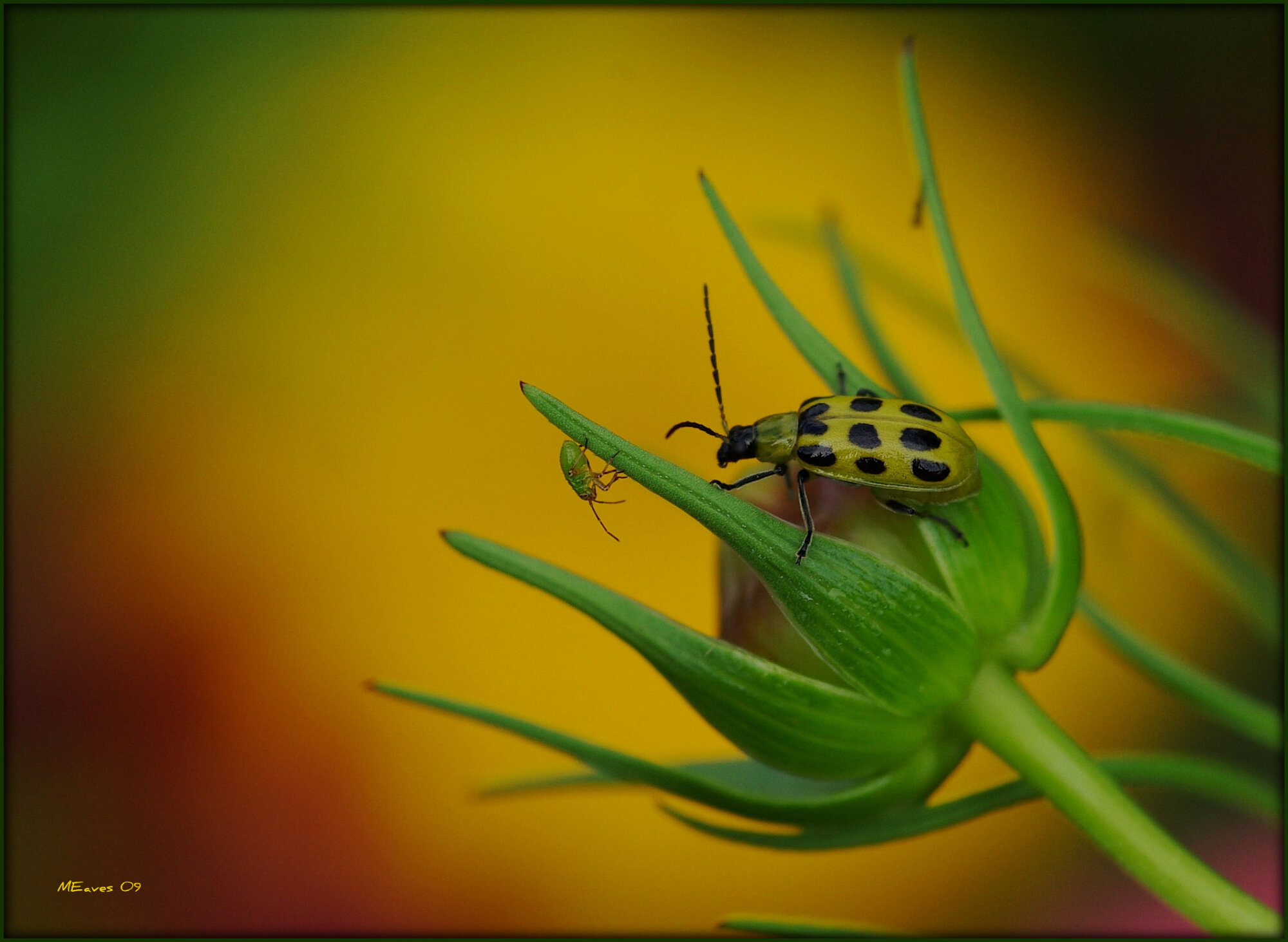 Two Bugs
