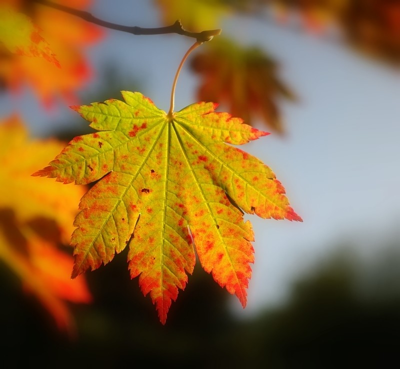 Another leaf!