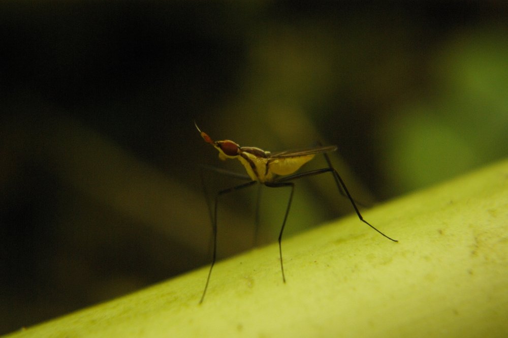 Bug Chiangmai2009#11