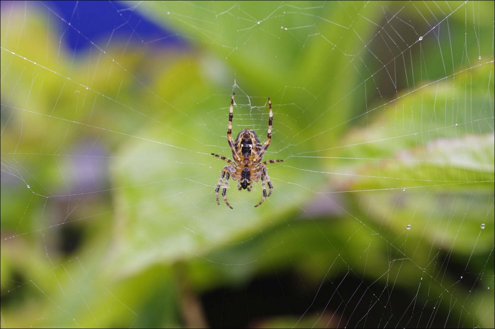Garden spider