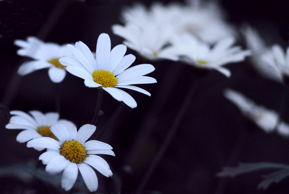 Oxeye daisys 3