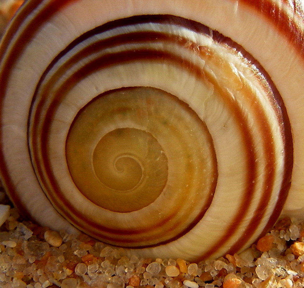 sea snail shell