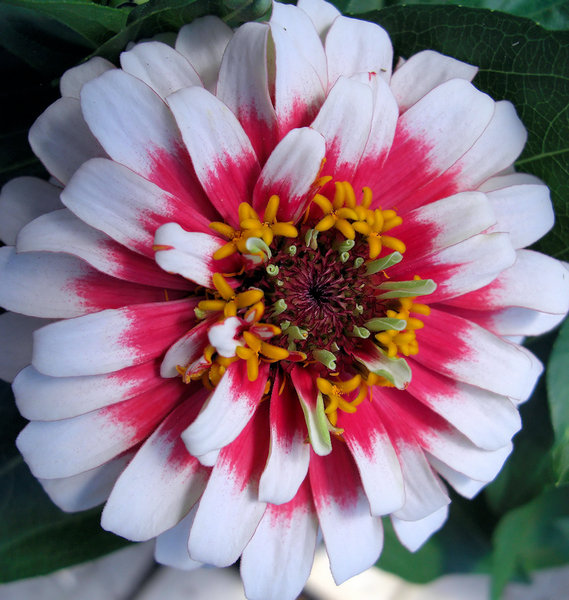 A nice flower