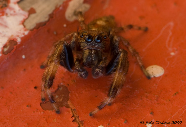 Arachnid
