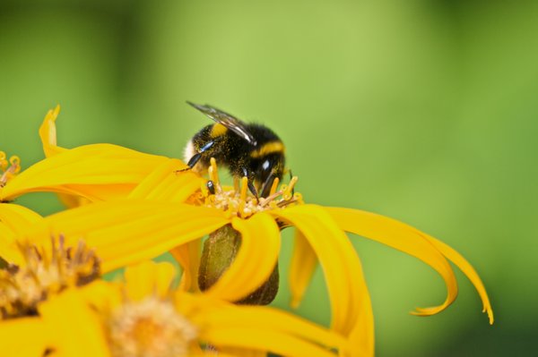 Bee on yellow flower