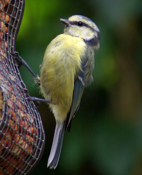 Blue Tit on nut feeder