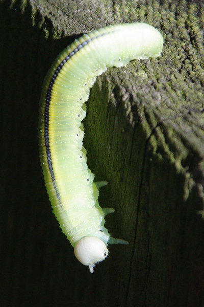 Caterpillar