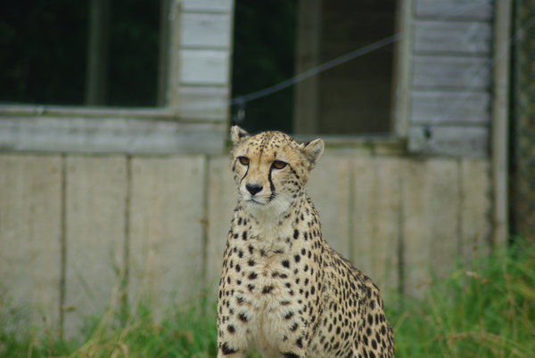 Cheetah