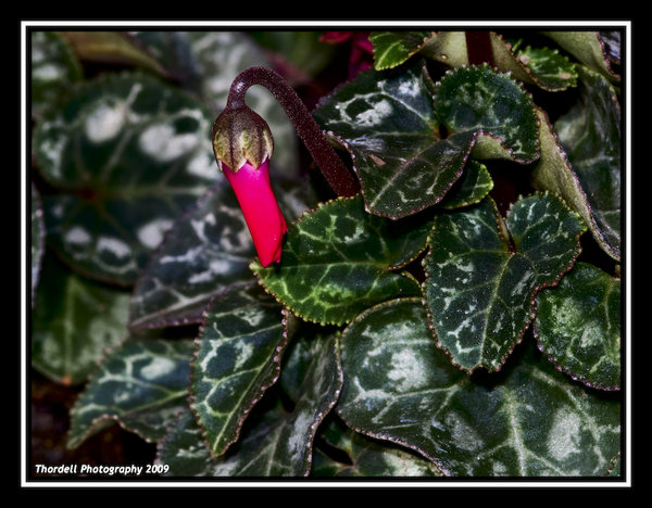 Cyclamen bud on leaf background