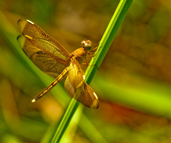 Dragonfly