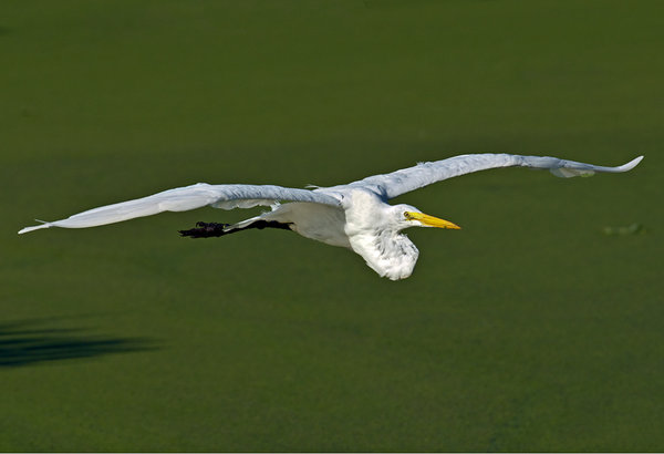 Egret Over Duck Weed