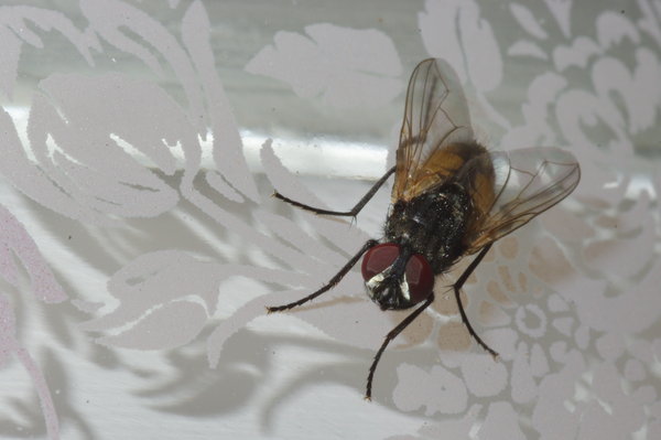 Fly