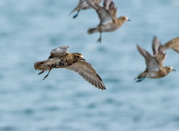 Golden Plover
