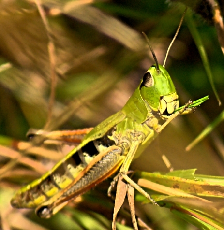 Green fast food