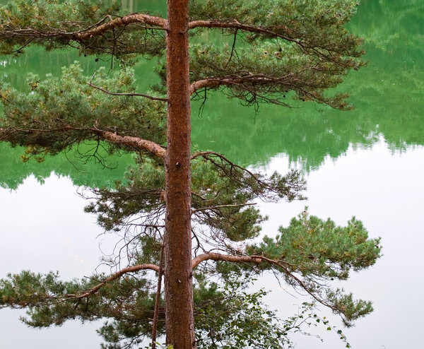 Japanese tree (??)