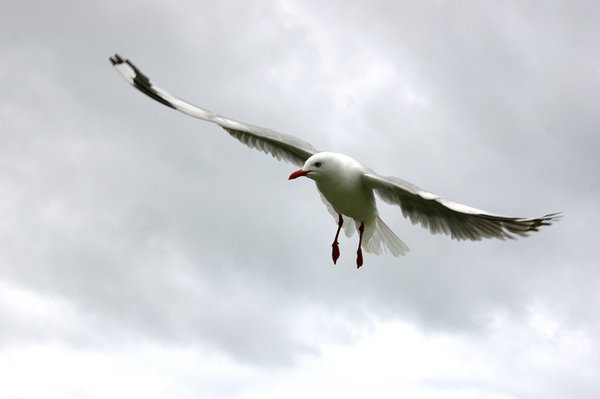 Seagull in flight
